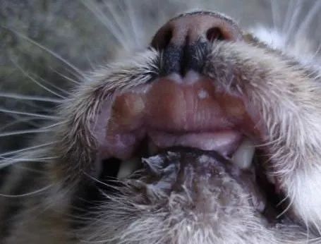 关于EGC身为铲屎官的你知多少?各种皮肤病都可能是EGC!