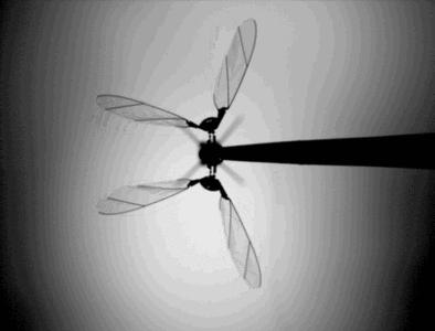 世界最先进的十款机器人,世界十大最强的小型机器人