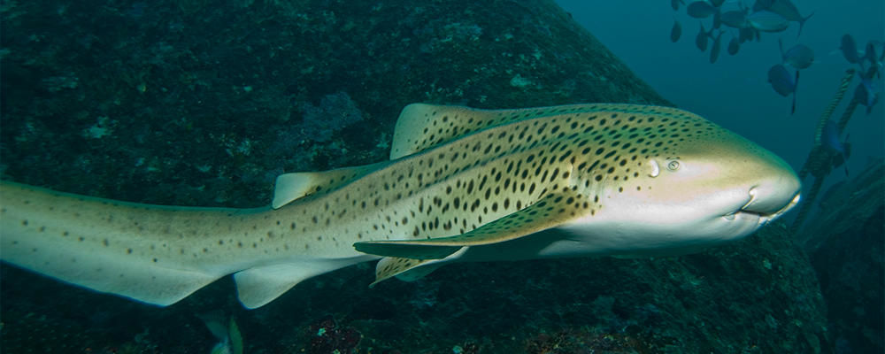 雌鲨鱼的繁殖方式,鲨鱼无性生殖