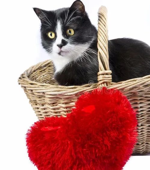 猫咪大喘气一般吃什么药,猫咪大喘气是不是猫瘟