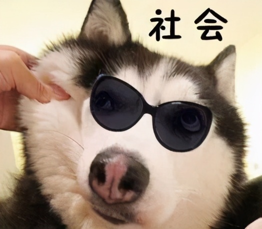 狗狗智商有多可怕,狗狗的智商有多高已经成精了