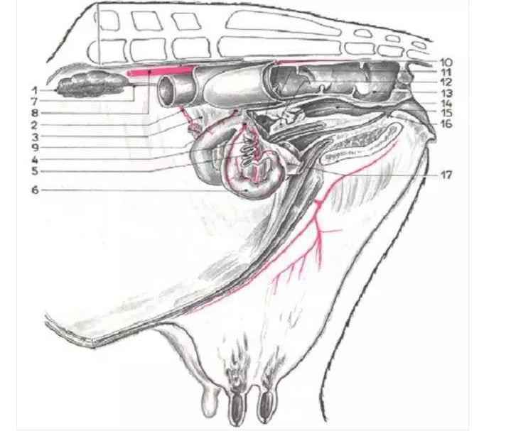 给羊防疫用什么药,羊打针的正确部位图解示意图
