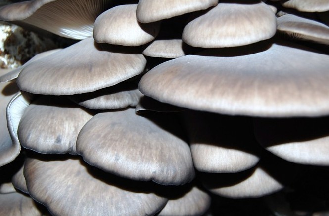鲜平菇打成浆栽培平菇,平菇基地规模化平菇栽培