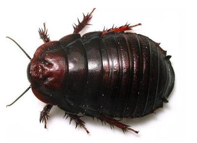 孕妇忌用的中药饮片,孕妇慎用和禁忌的中药