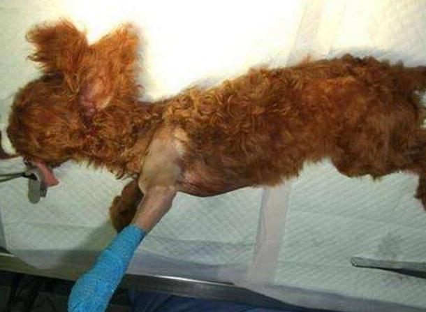 泰迪犬吃太咸会导致这5个后果,泰迪犬吃太咸会怎么样