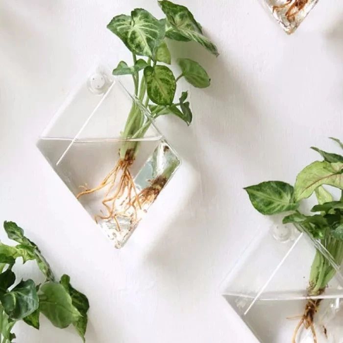 在家里面适合养什么水培植物,最适合家里养的水培植物