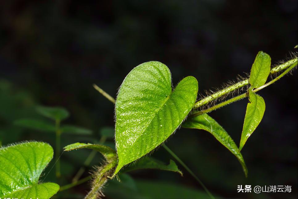 腌蔼青春去,苍茫白露稀