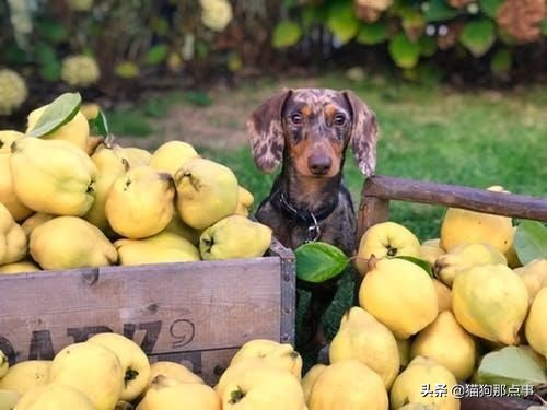 为什么说狗狗不能吃花生,狗狗偶尔吃点猫粮好不好