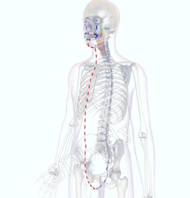 3d经络循行图讲解,阴维脉与阳维脉3d循行动态走向图