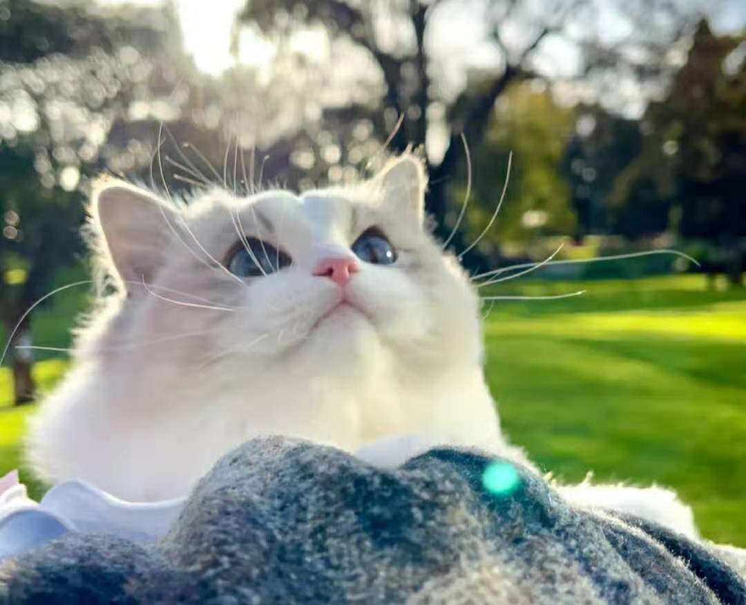 银白高地猫为什么不建议养,曼基康矮脚猫为什么不建议养