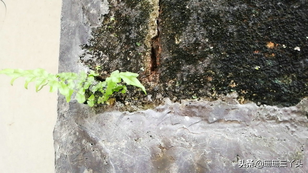 探访鲁迅故居的意义,鲁迅故居寻访过程