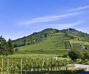 德国葡萄酒庄园,德国葡萄酒品种介绍