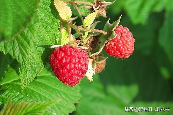 种一盆小时候的味道,超市卖到100多一斤的树莓,自己种一棵丰产