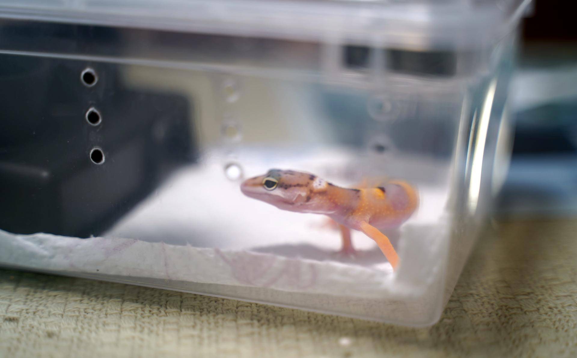 饲养可爱又呆萌傻傻的豹纹守宫,如何饲养好一只豹纹守宫