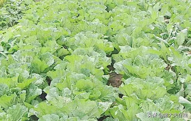 养猪致富找方法,养猪致富最快的方法