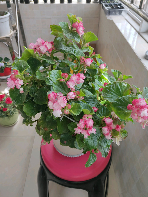 开直立花的秋海棠怎么养,四季秋海棠的光照