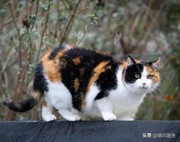 中华田园猫就是叫土猫？论给猫起名，古人可比我们强多了