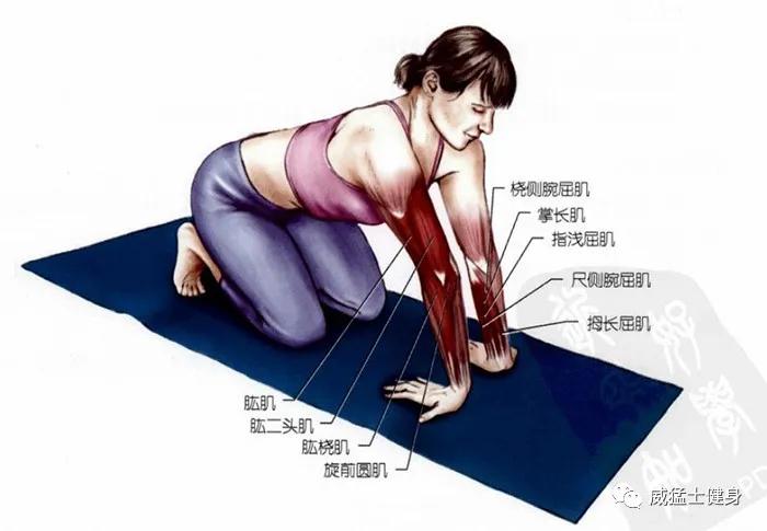 小臂腕屈和腕伸肌怎么拉伸,手臂拉伸动作外旋