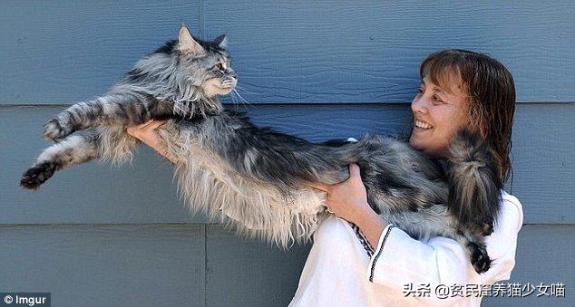 温柔、健硕、易推倒，冬天最好的暖手宝——缅因猫