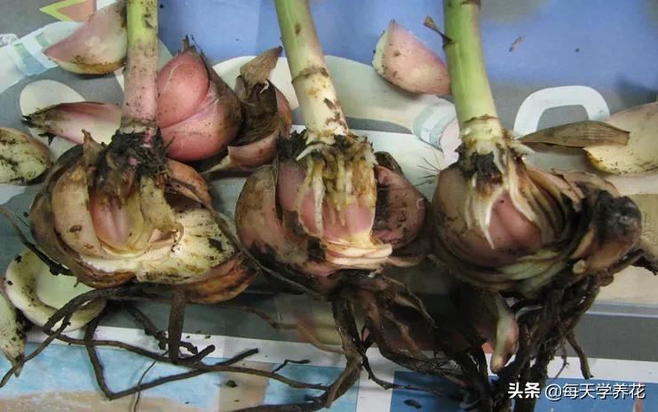 百合虫害的防治方法,百合病虫防治和管理