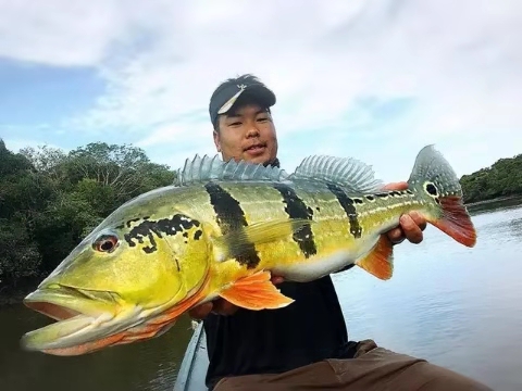 黄色的小型观赏鱼品种,黄色的观赏鱼鲤鱼