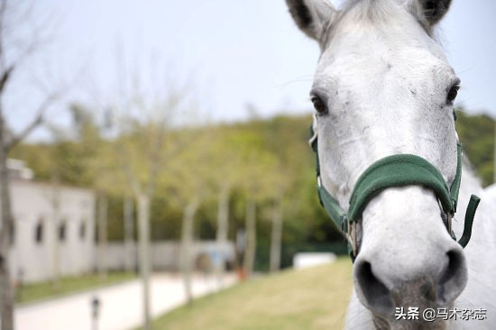 上马前你不得不知道的马术知识,上马前必备的马术知识
