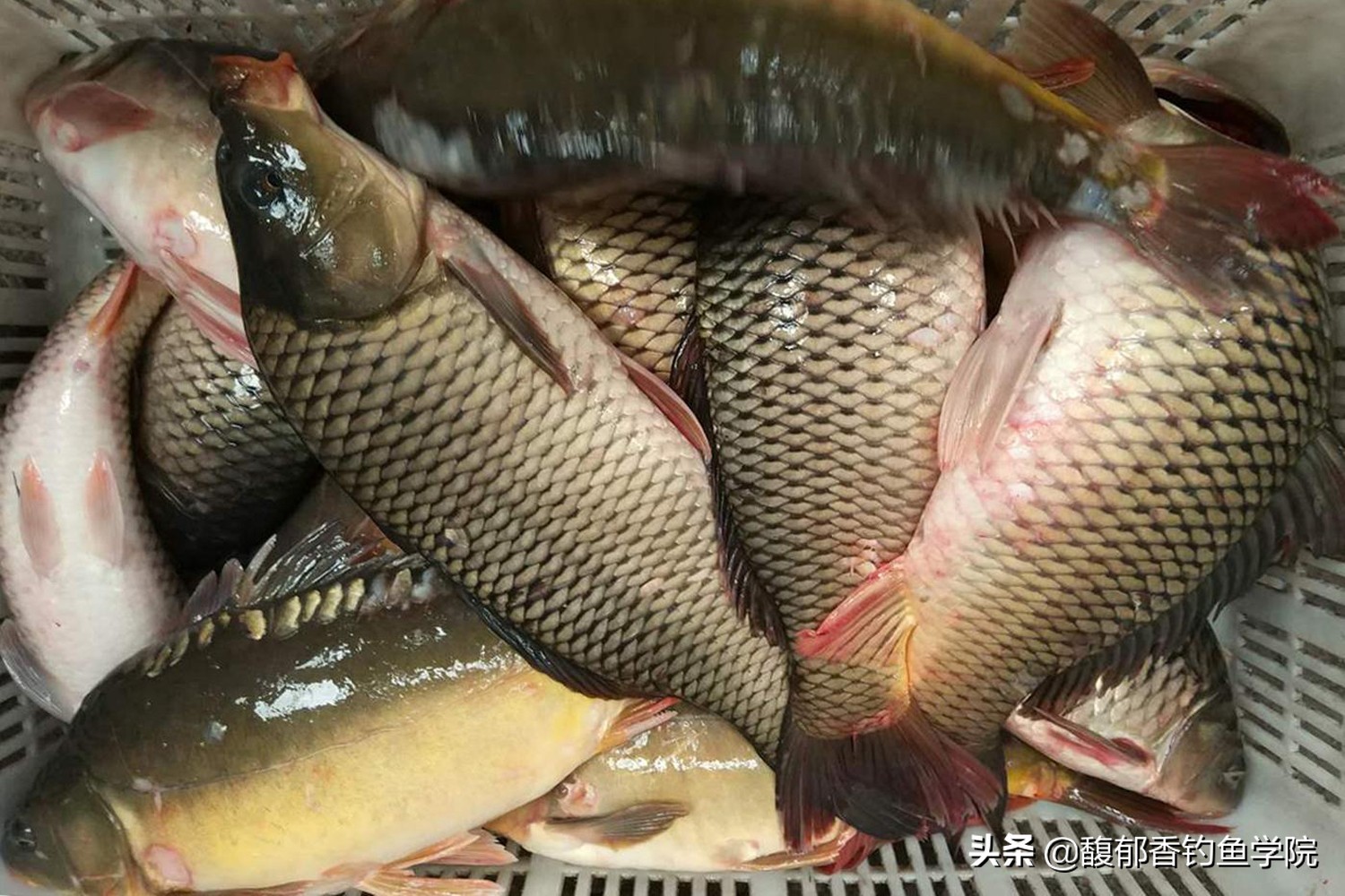 鲤鱼适应的最佳温度是多少,温度太高鲤鱼是不是不开口