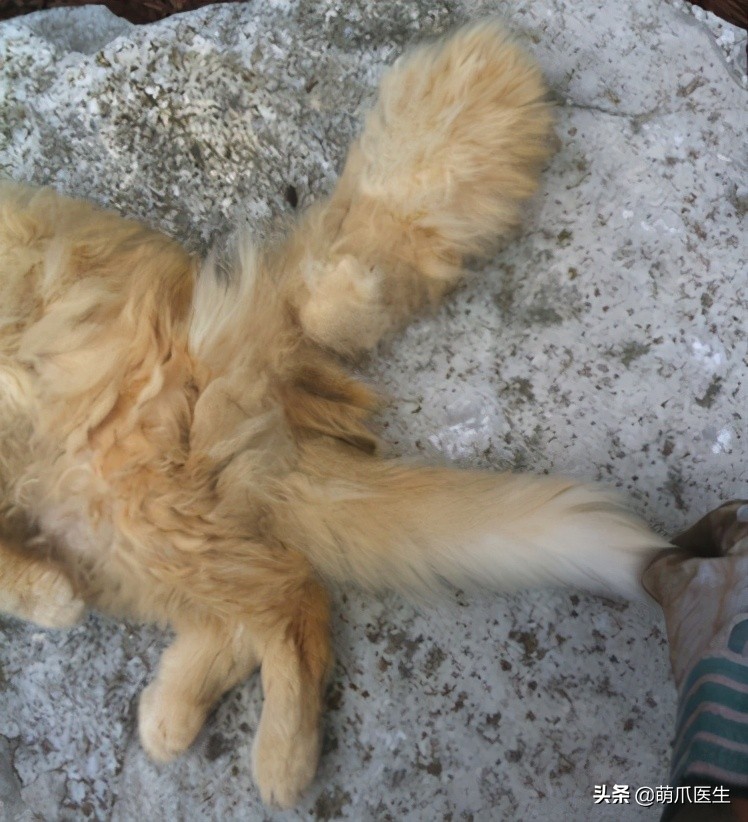 给猫剪指甲指甲劈开了有没有事了,给猫猫剪指甲失误