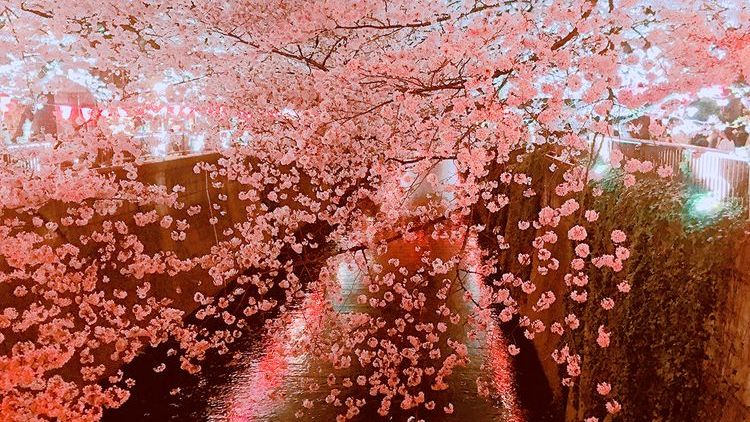 日本东京目黑川樱花,日本目黑川樱花美景