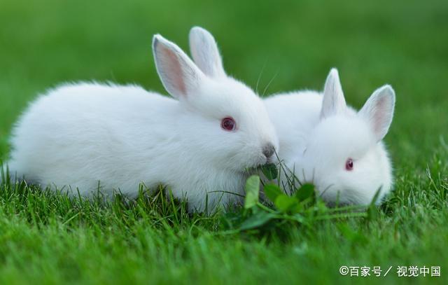 关于兔子为什么不喝水知识,兔子能否喝水科普