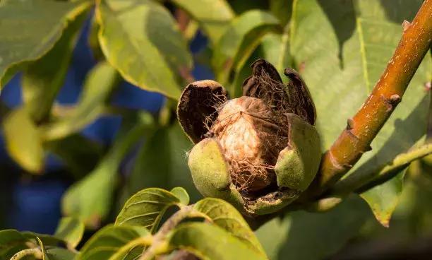 刘全宝果树修剪管理技术视频播放,冬季对果树进行修剪的原因是什么