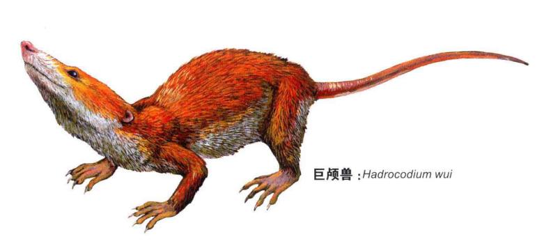 蜥蜴是怎么进化成哺乳动物,蜥蜴是怎么进化的