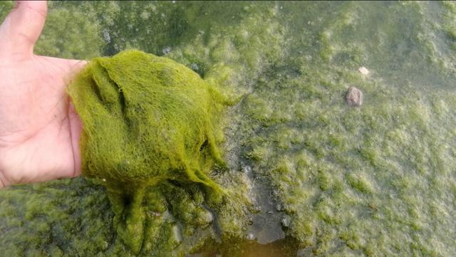 水底青苔厚怎么钓,水底有青苔如何调钓