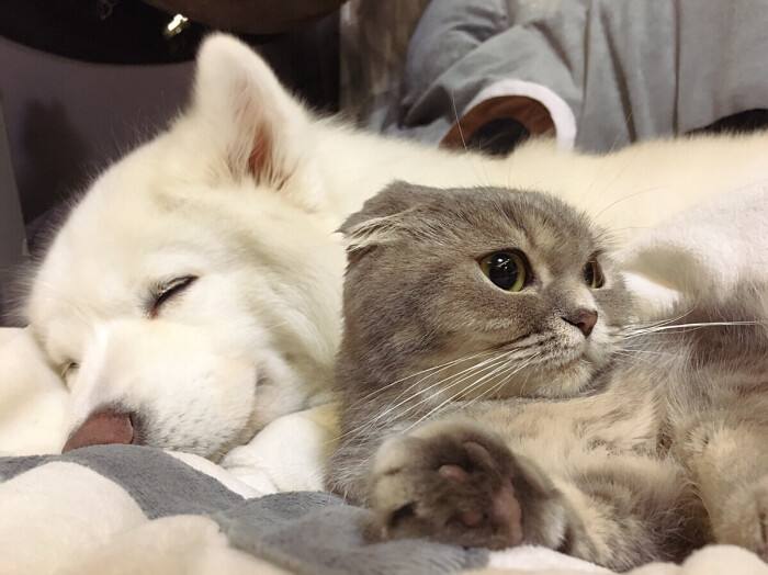 动物舌头的“功能”对于动物来说舌头而是一件“厉害的*器武**”