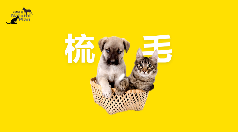 宠物毛怎么梳成蓬松的样子呢,如何帮宠物梳毛教程图解