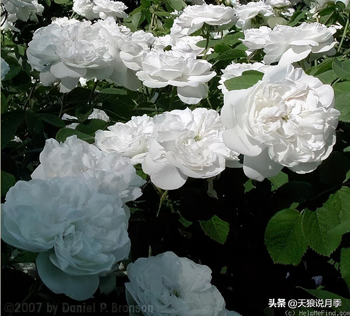 怦然心动的万人迷月季，原来从它而来（二）