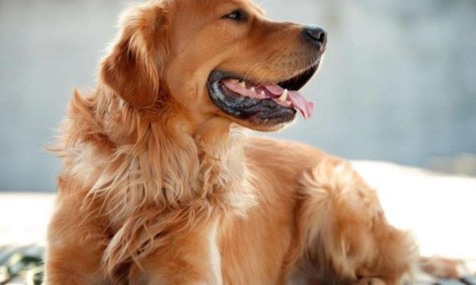 小狗吃自己的便便怎么办，有些情有可原，有些可千万小心，请收藏