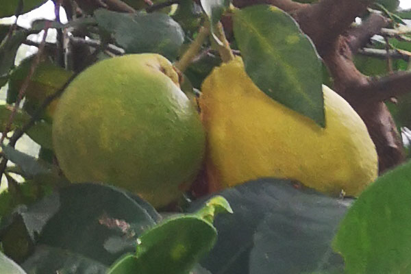 为什么柚子种家里结果不甜,家里种的柚子果肉小怎么回事