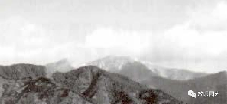 日本真柏古树,日本大师级名贵盆景真柏