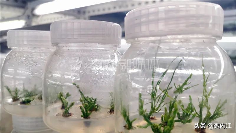 厉害发明专利,厉害了中国的技术