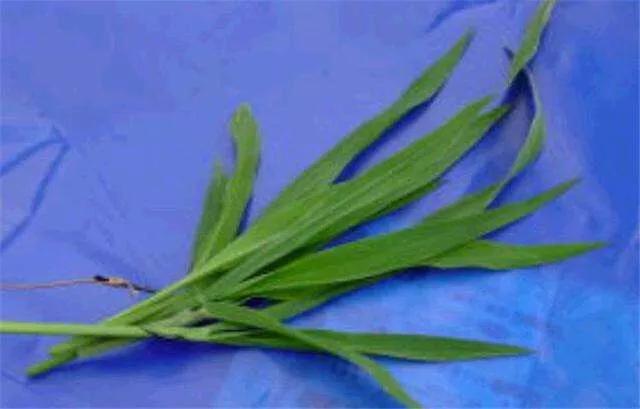 副竿钓鱼用什么饵最好,野钓用饵口诀记住必爆护