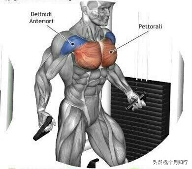 练胸大肌的十个动作,练胸的基本9个动作哑铃