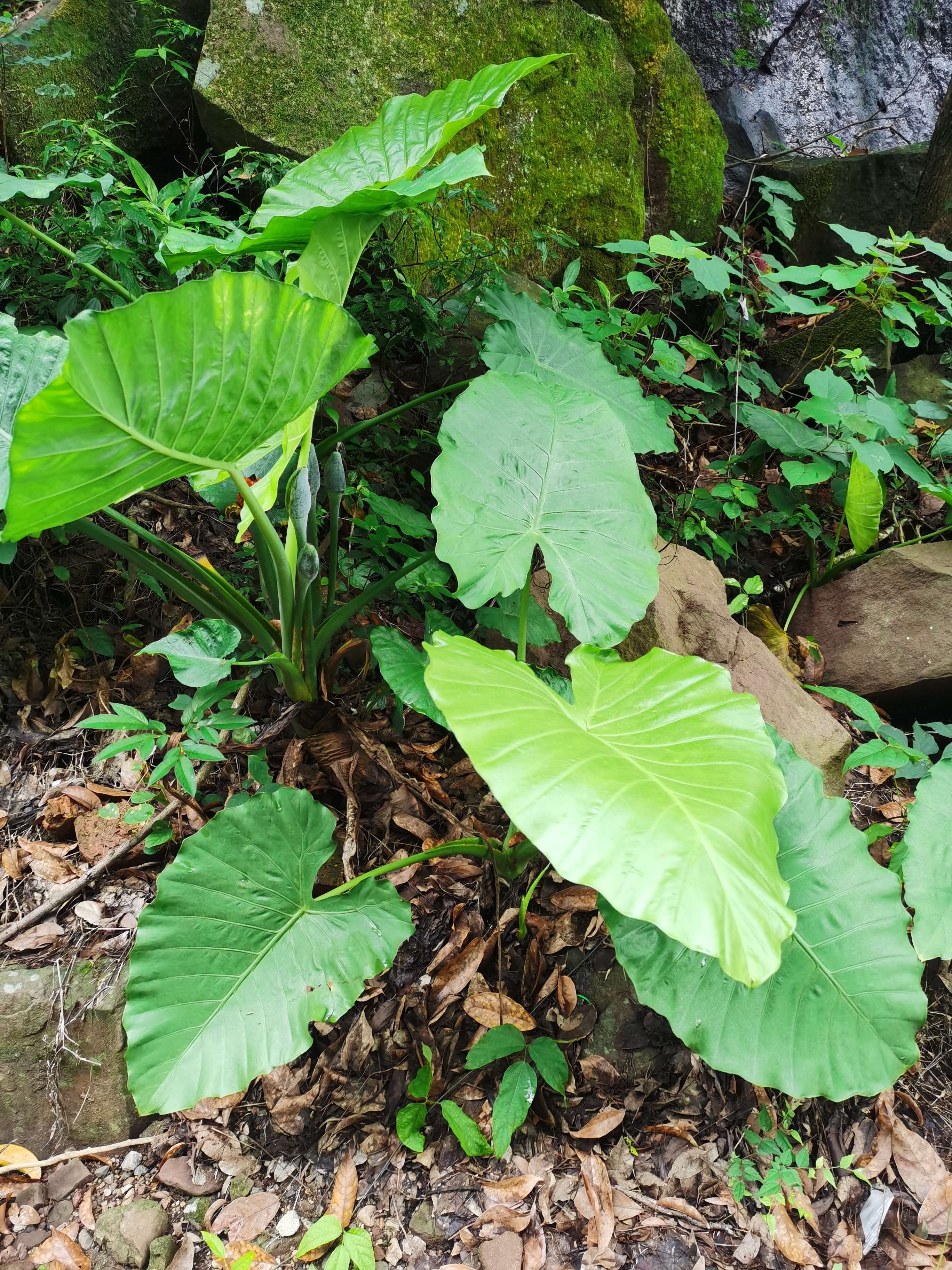 叮当猫还玩81式吗,叮当猫还玩率土之滨吗