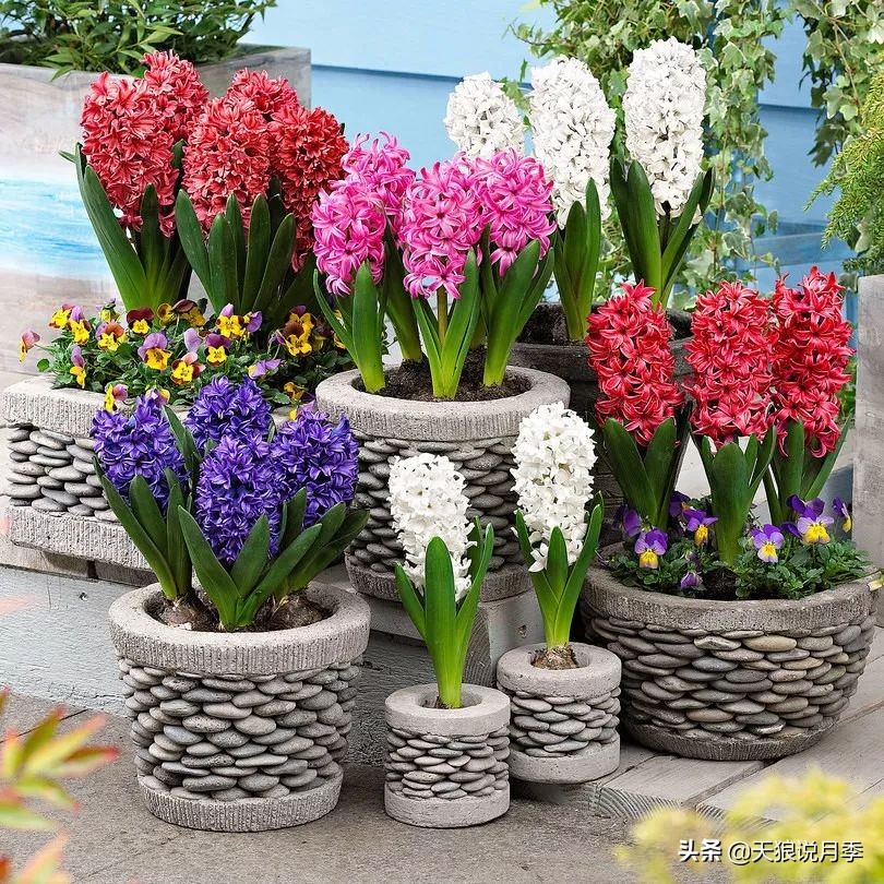 狼家球根怎么样,狼家球根上市了吗