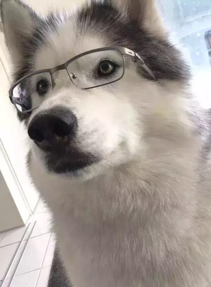 守身如玉20年，“第一次”竟然给了一只狗