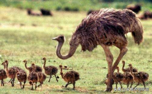 鸵鸟吃什么食物生长快,鸵鸟吃什么饲料添加剂