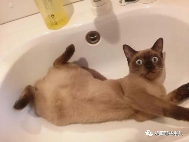 养暹罗等于养好几种猫,重庆暹罗猫变黑了还能白回来吗