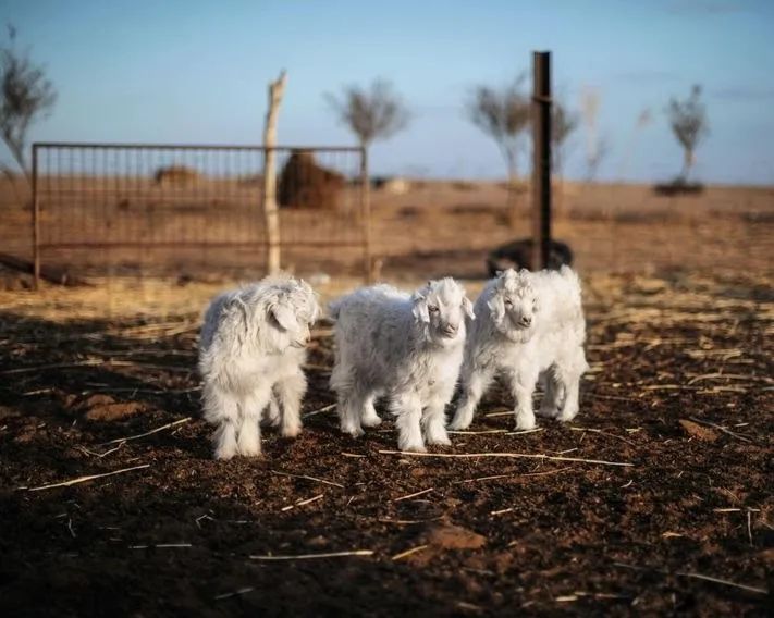 为什么大衣给人感觉很高级,为什么一件大衣能决定整体质感