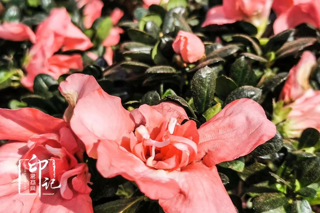 商丘花鸟批发基地,商丘花鸟市场地址