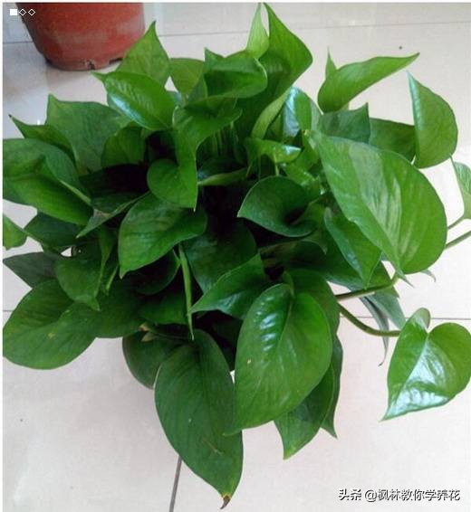 刚移栽的绿萝要天天给叶子喷水吗,绿萝长得好靠哪三种水